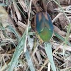 Green June Beetle