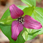 Red Trillium