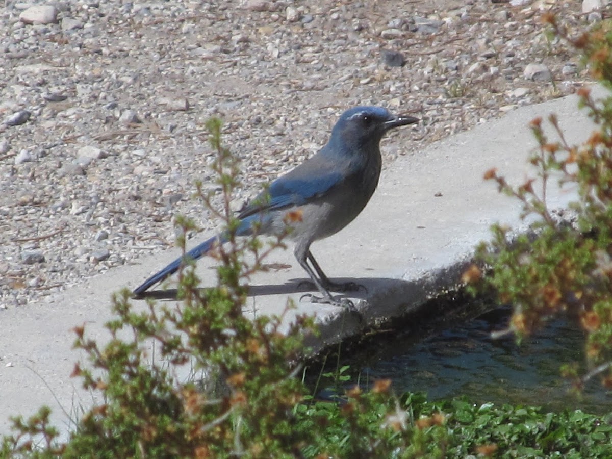 Western Scrub Jay