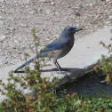 Western Scrub Jay