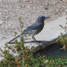 Western Scrub Jay