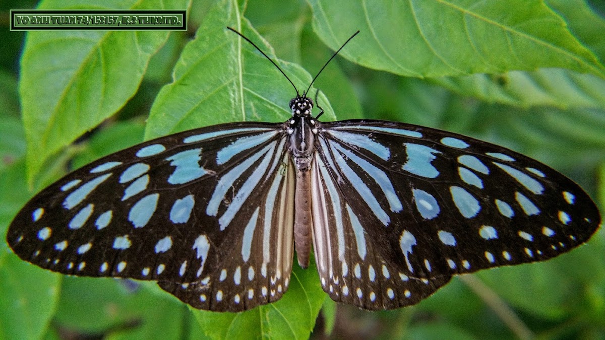 Ceylon blue glassy tiger