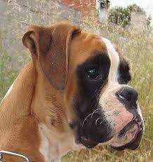Resultado de imagen para perro boxer europeo