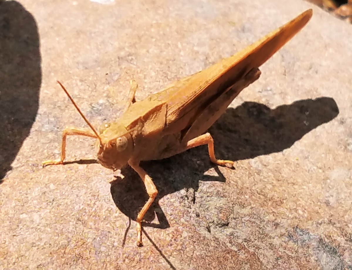 Carolina locust