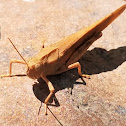 Carolina locust