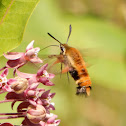 Hummingbird Clearwing Moth