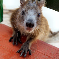 Hutia di 