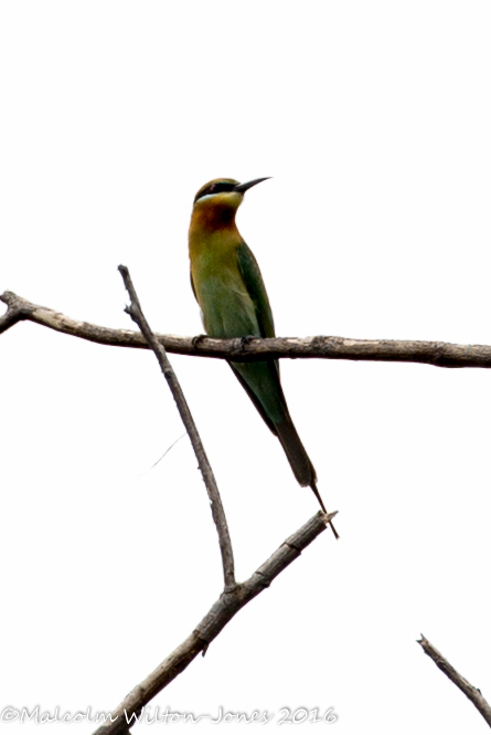 Blue-tailed Bee-eater