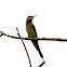 Blue-tailed Bee-eater