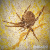 Brown Sailor Spider