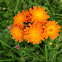 fox-and-cubs