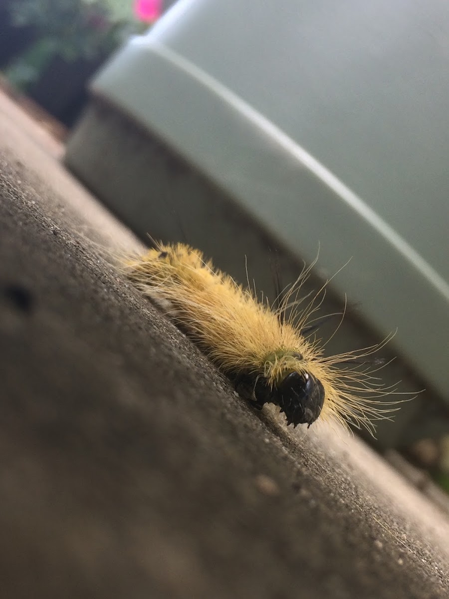 American Dagger Moth caterpillar