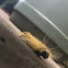 American Dagger Moth caterpillar