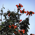 African tulip tree Spathodea campanulata