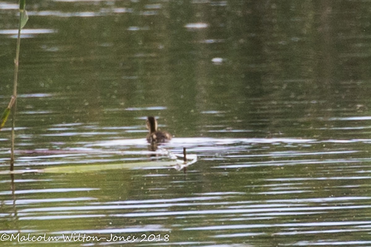 Red-crested Pochard; Pato Colorado