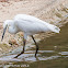 Little Egret