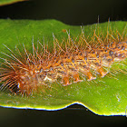 Erebid caterpillar