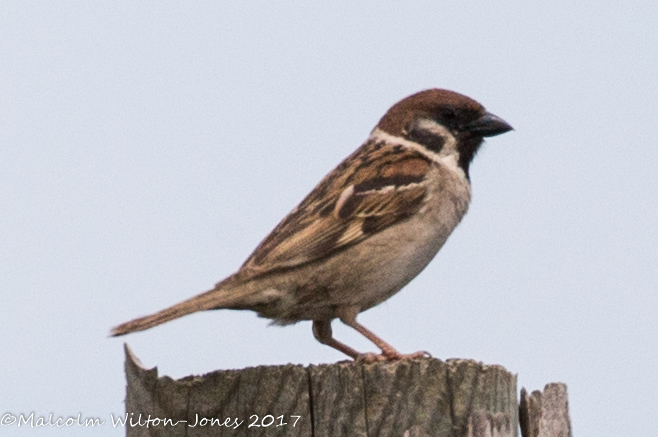 Tree Sparrow; Gorrión Molinero