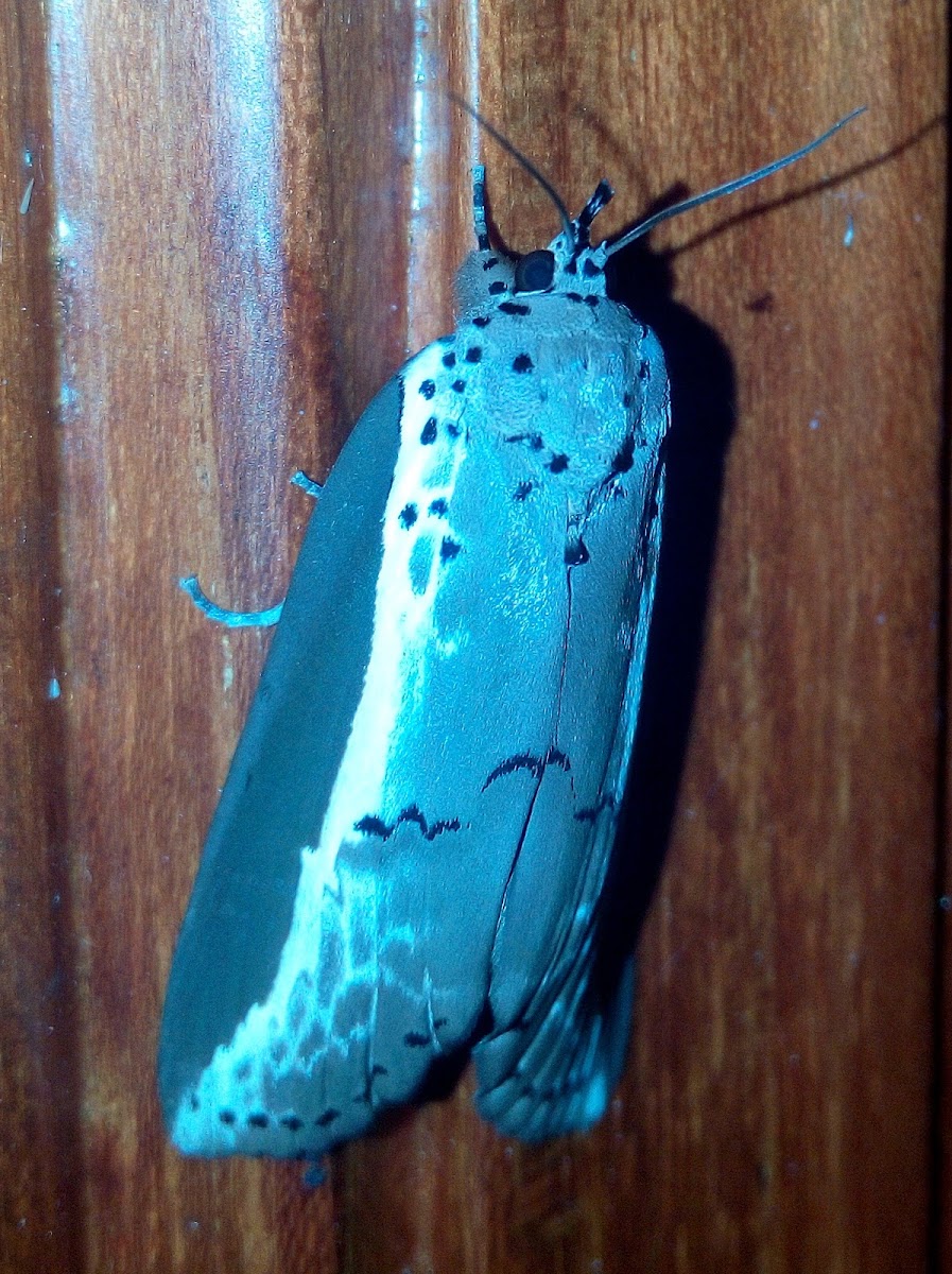 Nolidae Moth