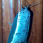 Nolidae Moth