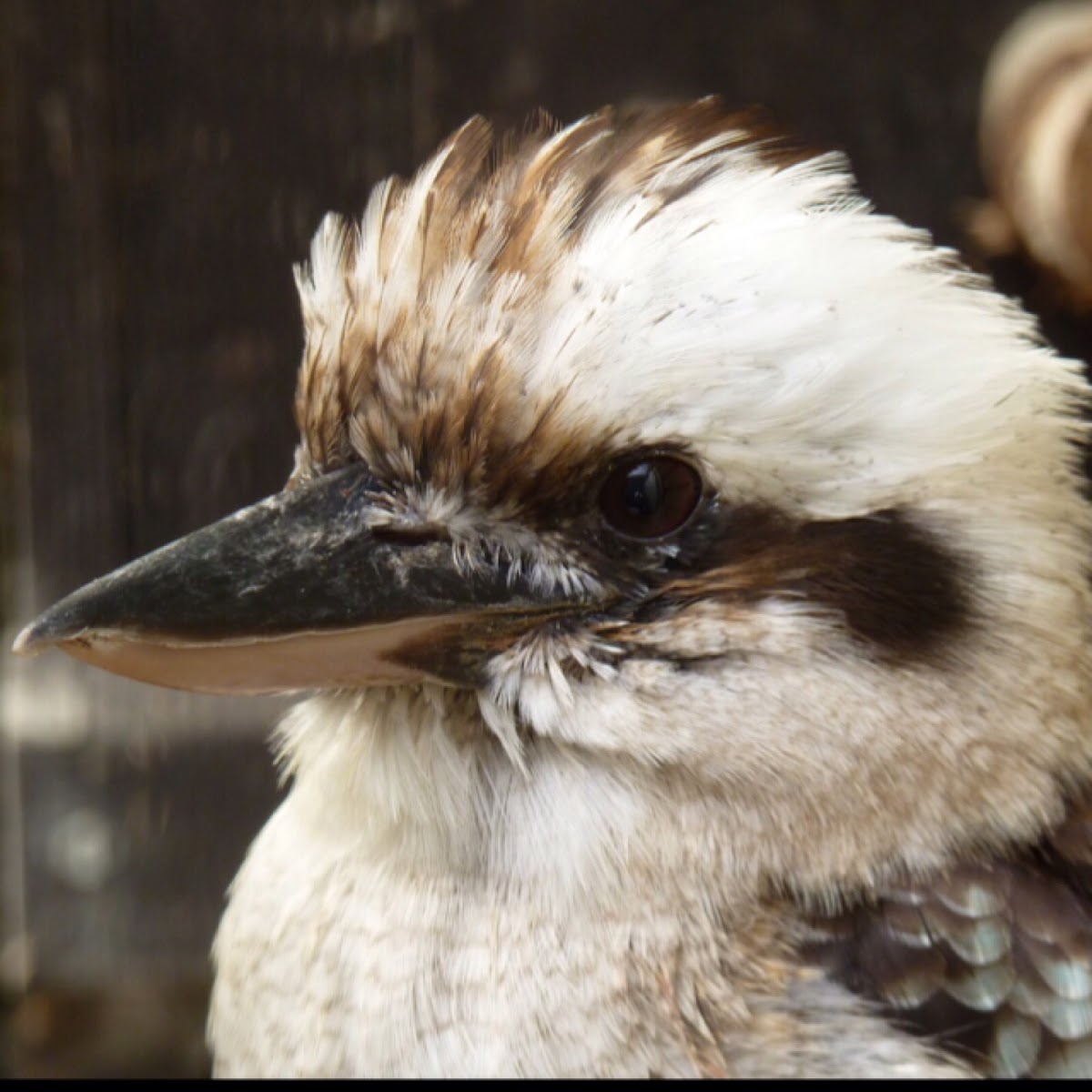 The laughing kookaburra