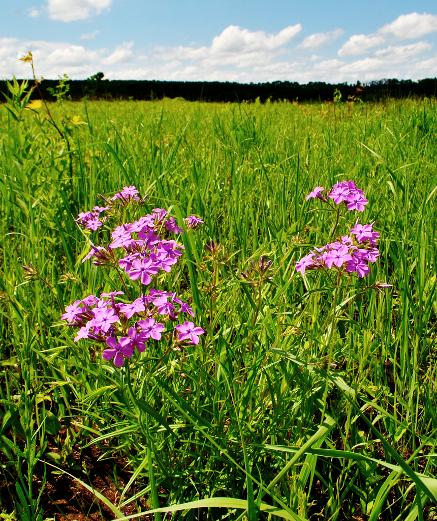 Prairie Phlox