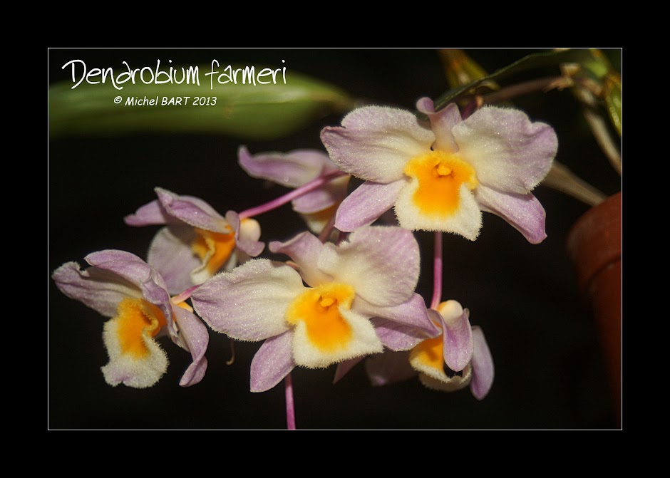 Dendrobium farmeri XsddFHsSylnpZBUCDvK9XXwZH28vkCSN8ifiu79l_os=w940-h671-no