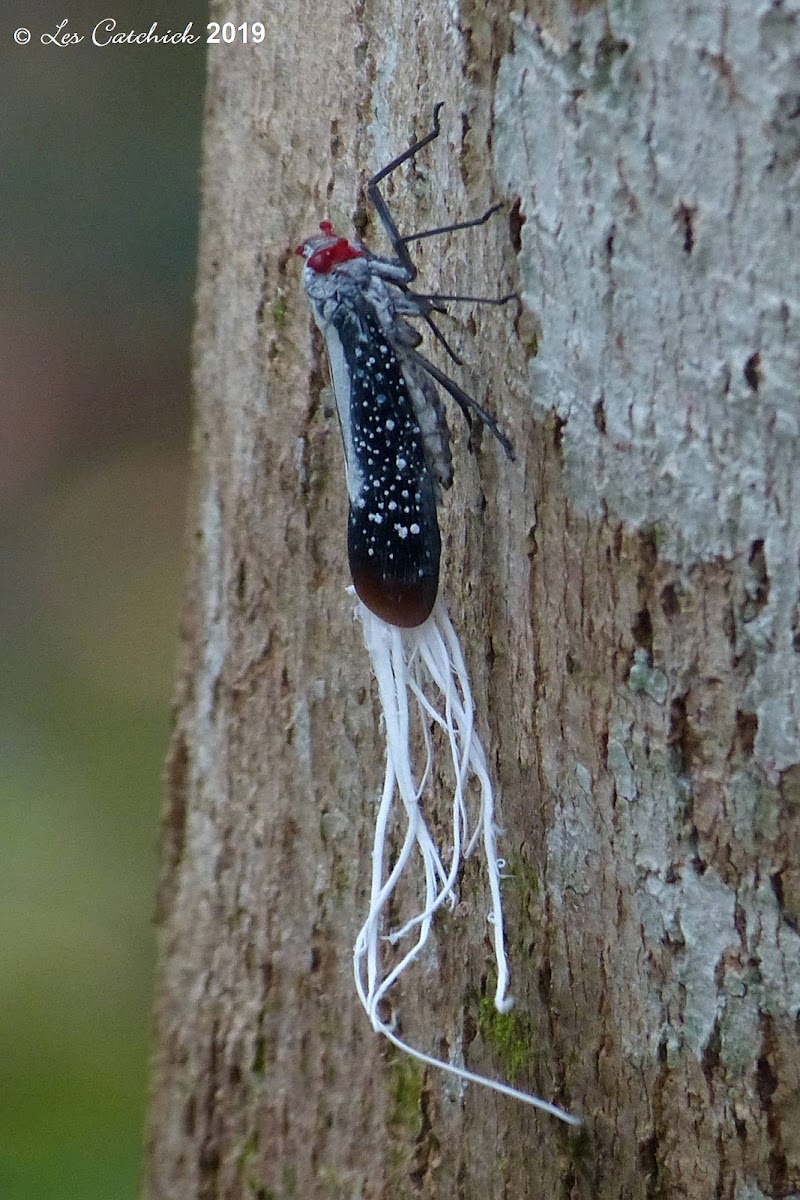 Red-dotted planthopper
