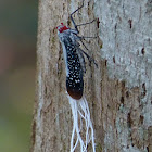 Red-dotted planthopper