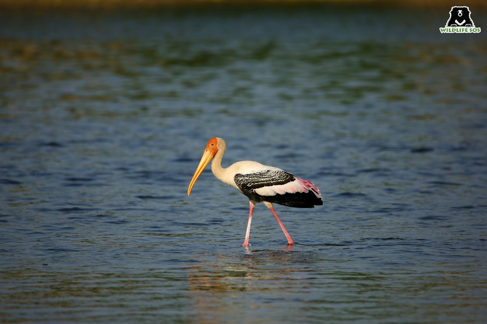 stork in water