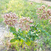 Common Milkweed