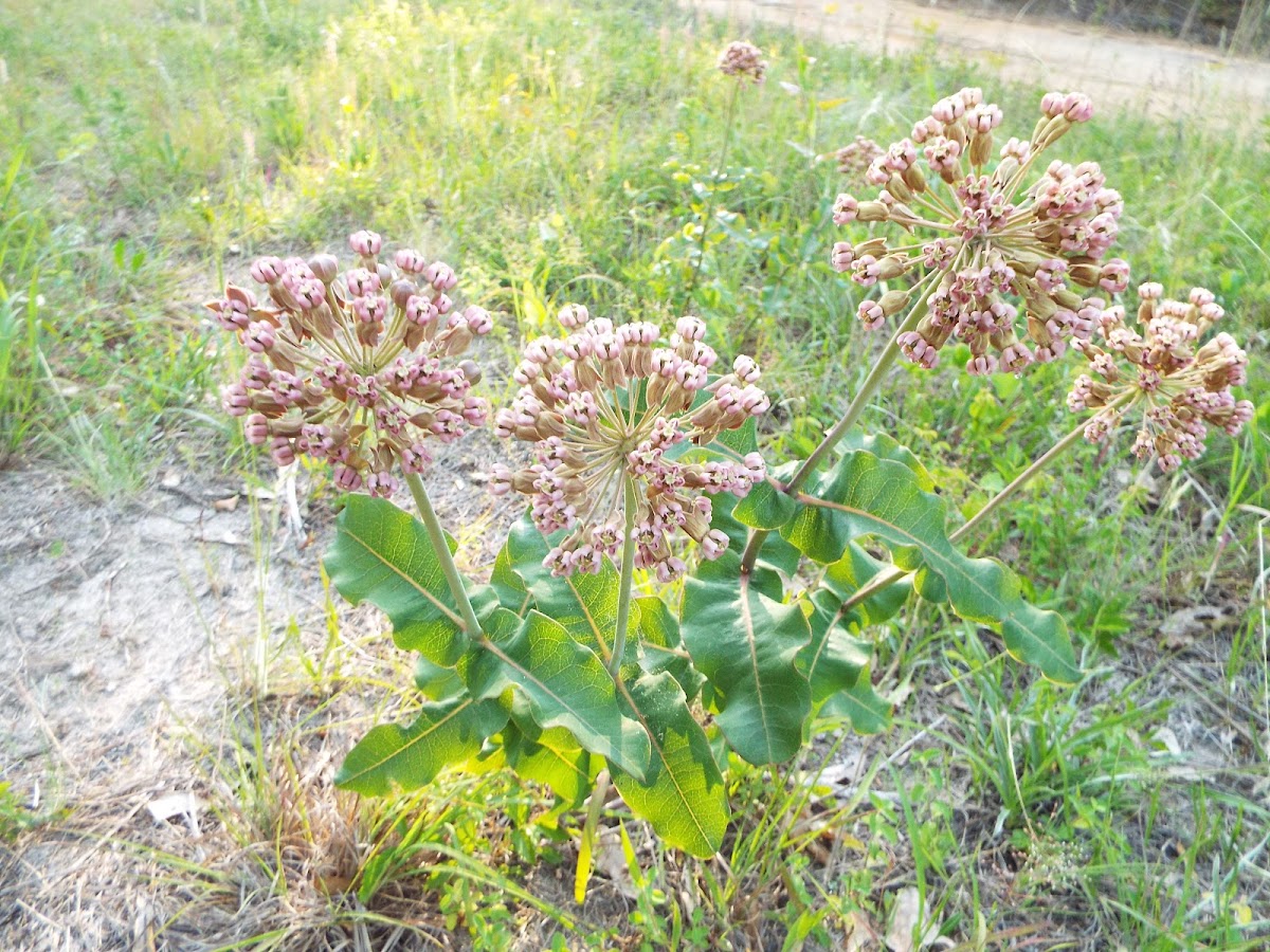 Common Milkweed