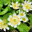 Alpine Marsh Marigold