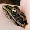 Pickerel Frog