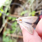 True Armyworm moth