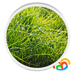 Grass Real Live Wallpaper Apk