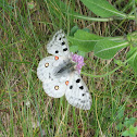 butterfly Apollo