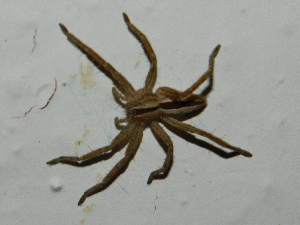 Micrommata ligurina huntsman spider.