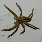 Micrommata ligurina huntsman spider.