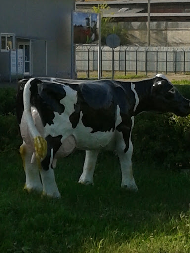 Cow Without Boy