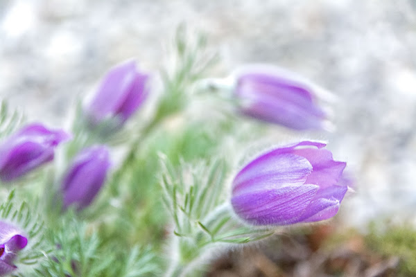 Il colore viola.. di vaiolet