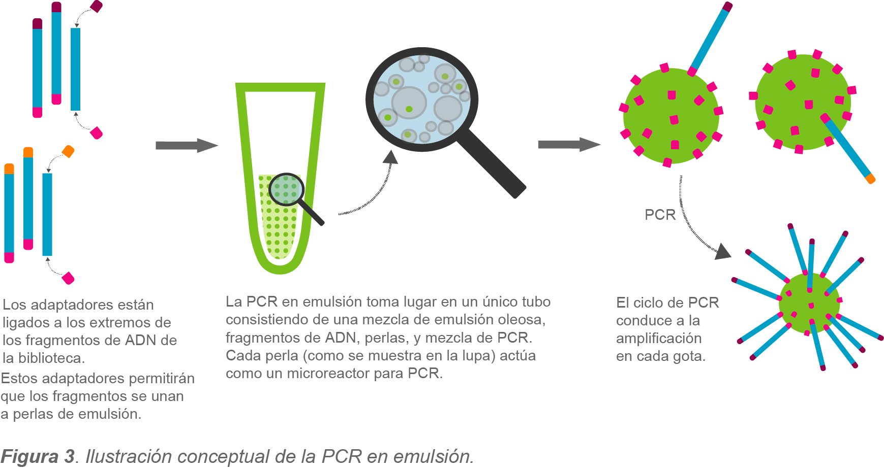 ilustracion conceptual de la PCR en emulsion