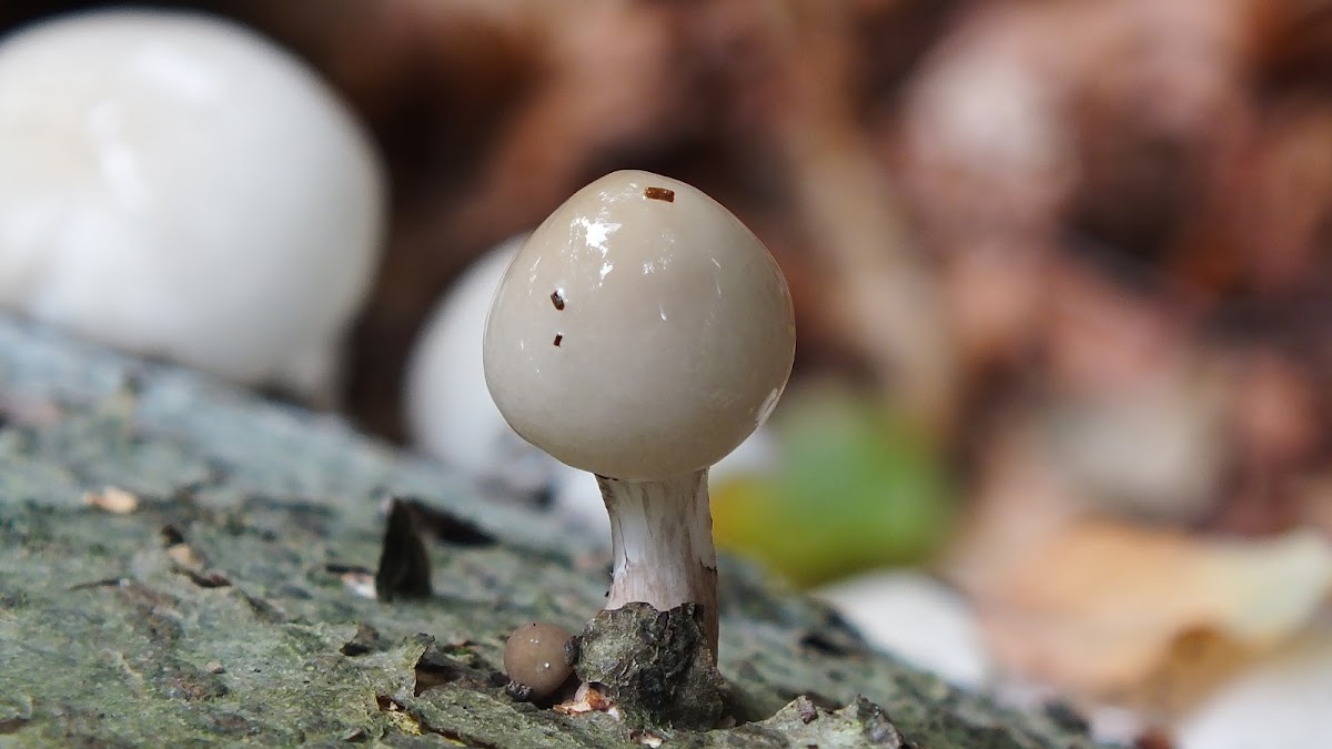 Porcelain fungus