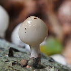 Porcelain fungus