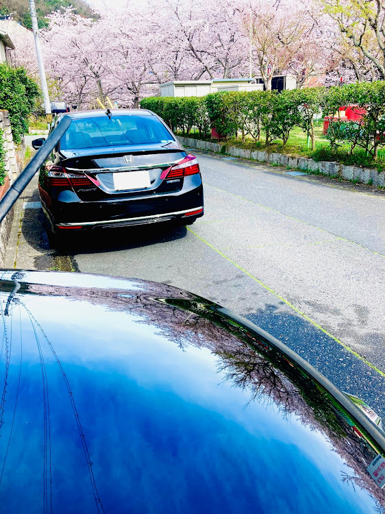 アコードのサクラと愛車・洗車・黒塗りセダンに関するカスタム事例の投稿画像2枚目