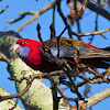 Crimson Rosella