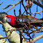 Crimson Rosella