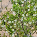 Creosote bush