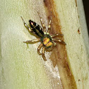 Jumping Spider