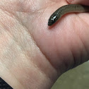 Rough Earth Snake